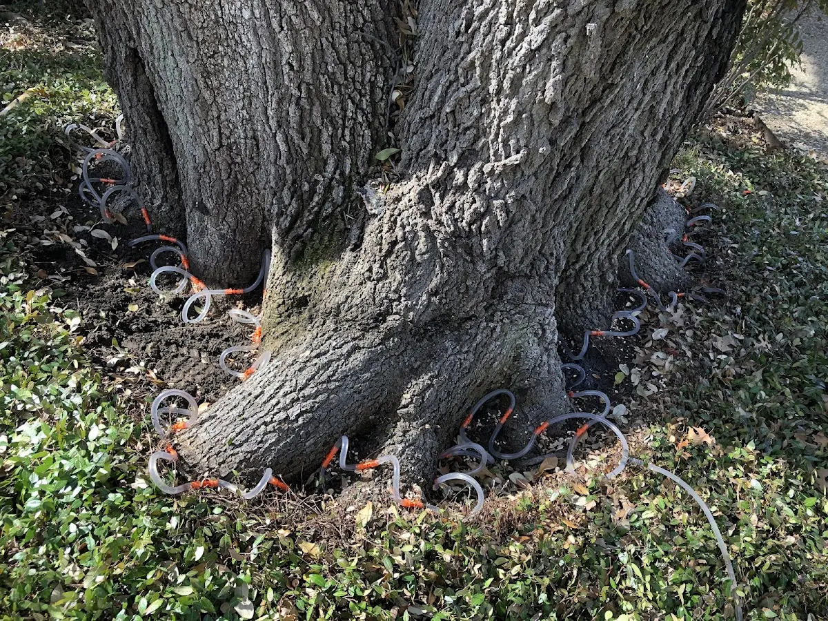 Detailed Tree Cabling and Bracing job site in Parowan