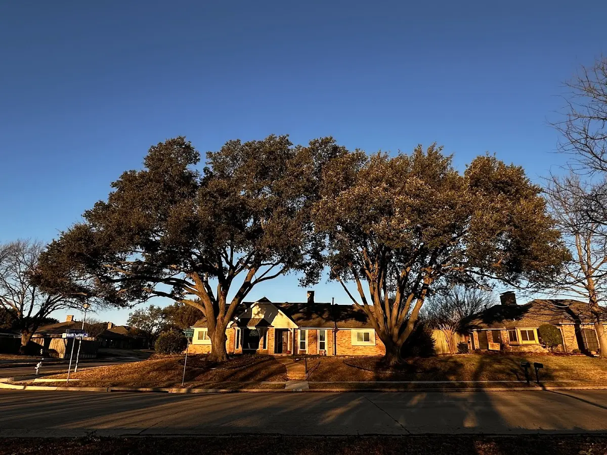 Established residential canopy tree shading a home in Parowan